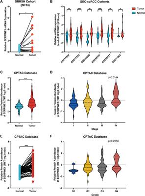 Frontiers Identification And Validation Of SERPINE1 As A Prognostic